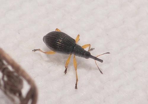 Protapion fulvipes